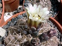 Gymnocalycium ochoterenae JLcoll.1956.jpg